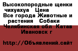 Высокопородные щенки чихуахуа › Цена ­ 25 000 - Все города Животные и растения » Собаки   . Челябинская обл.,Катав-Ивановск г.